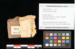 Foto (Objekt + Etikett) von Castanea atavia Unger (NHMW-GEO-2024-0188-0981)
